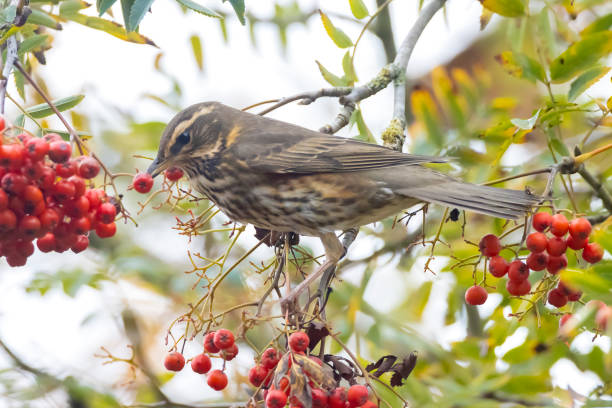 istock Redwing Turdus iliacus bird eating berries 1332844248