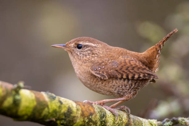 istock Eurasian Wren bird, Troglodytes troglodytes, display, singing and mating during Springtime 1332844252