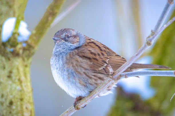 istock Dunnock Prunella modularis bird singing during Winter 1332844260