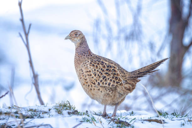 istock Female Pheasant Phasianus colchicus scavenging in a forest perched in snow during Winter season 1332844273