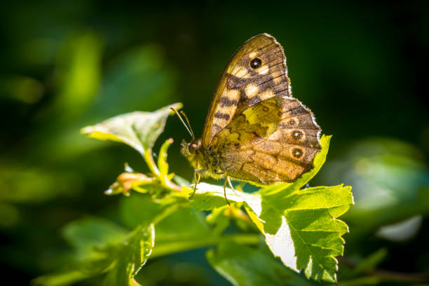 istock Speckled wood butterfly Pararge aegeria side view 1332844298