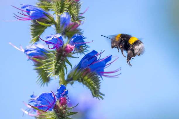 Closeup of a Bombus terrestris, the buff-tailed bumblebee or large earth bumblebee, feeding nectar of pink flowers