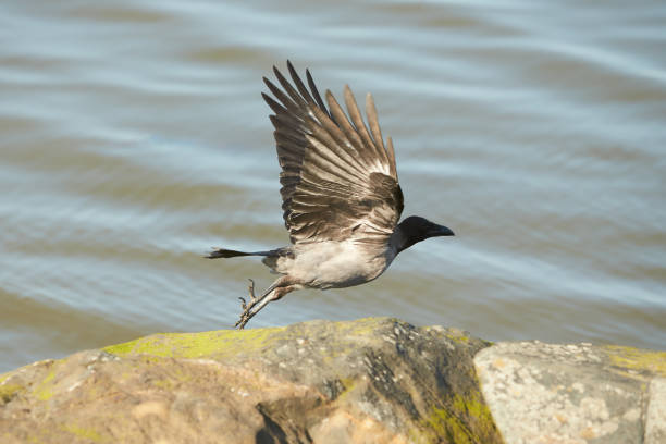istock A BLACK CROW WALKING ON THE rock white water in background. 1332844651