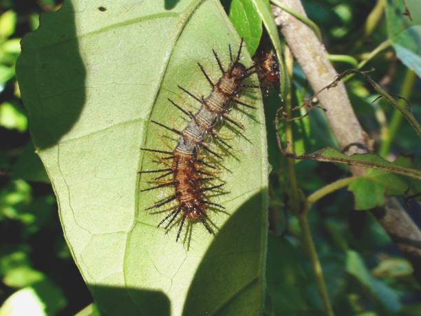 istock butterfly larva or moth caterpillar insect 1332844660