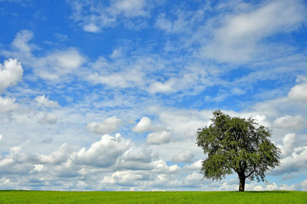 istock green meadow with single pear tree and cloudy blue sky in summer 1332844998
