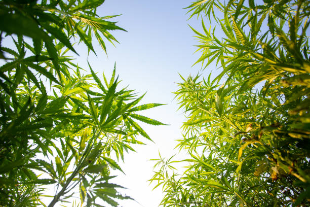 Field of industrial hemp (cannabis) in the evening sun. Legally planted on the field stock photo