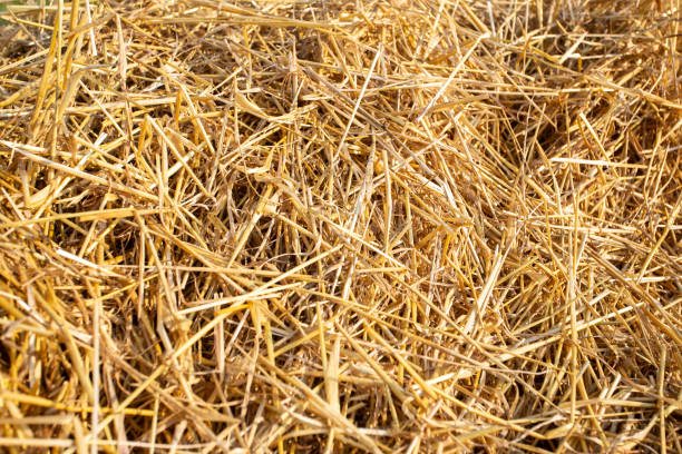 istock hay bales in the sunset 1332846056