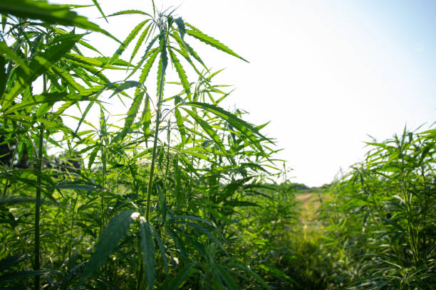 Feld für Industriehanf (Cannabis) in der Abendsonne. Legal auf dem Feld gepflanzt – Foto