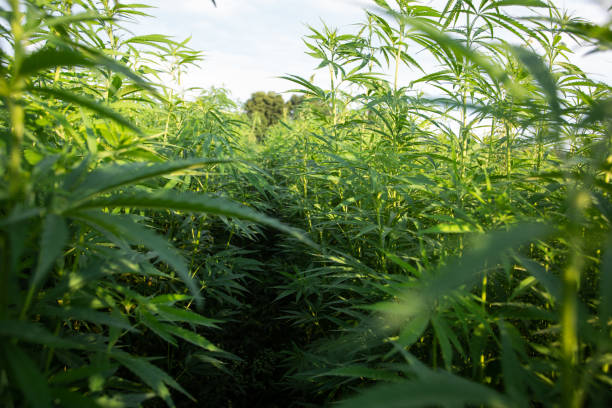 Feld von Industriehanf (Cannabis) in der Abendsonne. Legal auf dem Feld gepflanzt – Foto