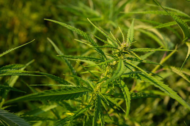 Field of industrial hemp (cannabis) in the evening sun. Legally planted on the field stock photo