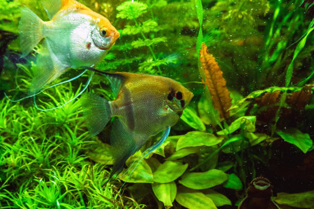 istock Freshwater angelfishes in different colors swimming inside aquarium 1332846309