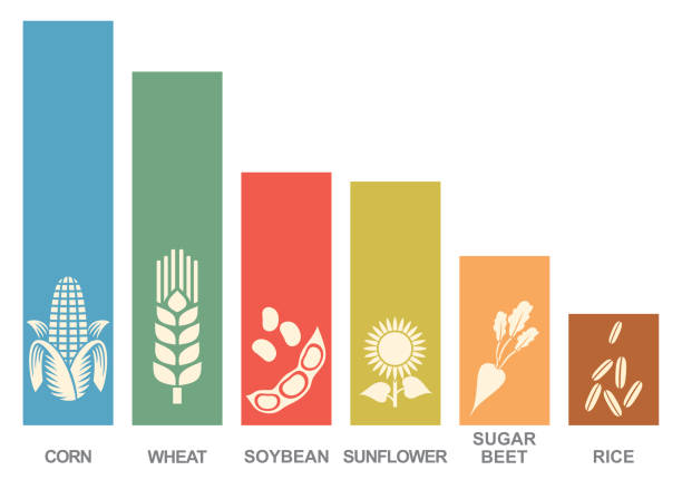 infografika rolnicza - sunflower nature environment environmental conservation stock illustrations