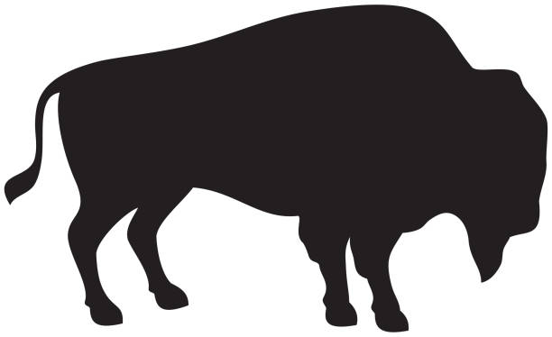 amerikanischer bison - amerikanischer bison stock-grafiken, -clipart, -cartoons und -symbole