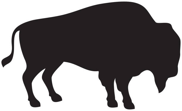 American bison vector art illustration