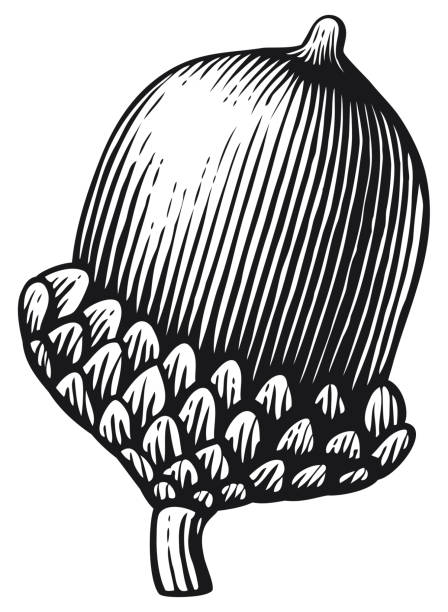 Acorn Acorn vintage engraved vector illustration acorn stock illustrations