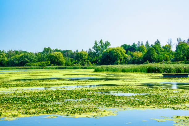 Scene of the regeneration area in Pickering, Ontario, Canada. This area is nearby a nuclear plant recently closed in the city.