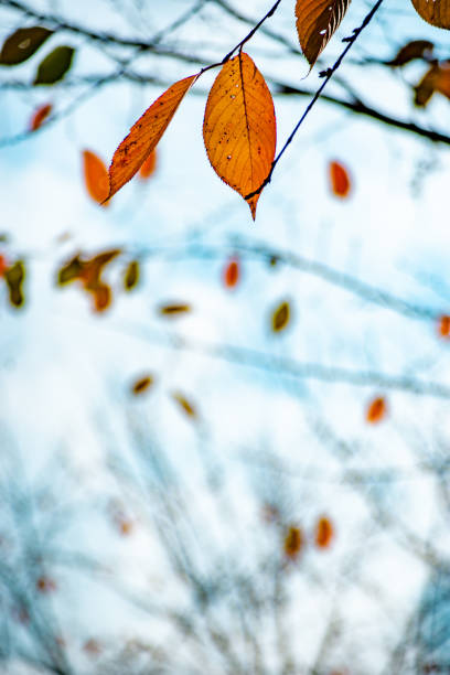 istock Autumn sky and fallen leaves 1332848881