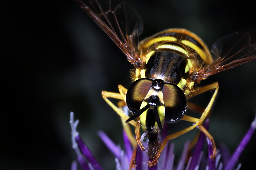 Batesian wasp mimic foraging on a purple flower.