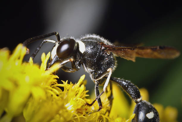 vespa potter (eumenidae sp.) foraggiamento su goldenrod (solidago sp.) - insect fly animal eye single flower foto e immagini stock