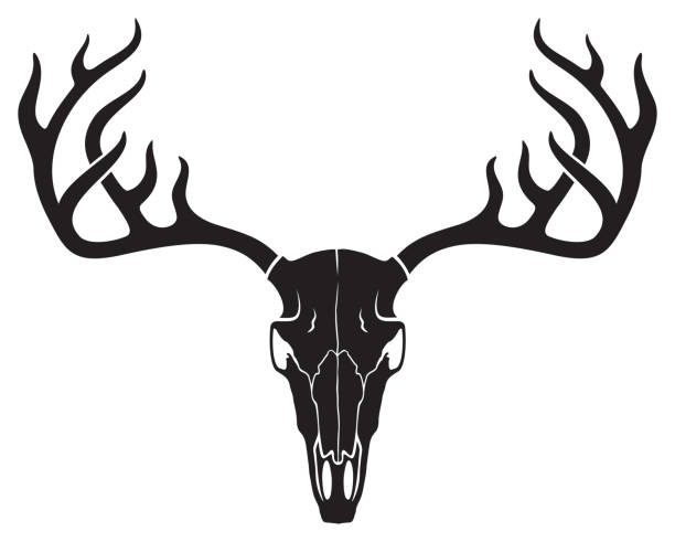 ilustraciones, imágenes clip art, dibujos animados e iconos de stock de cráneo de ciervo - animal skull animal bone anatomy animal