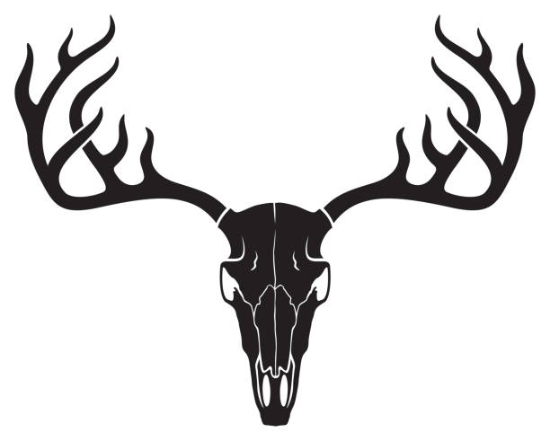 illustrazioni stock, clip art, cartoni animati e icone di tendenza di cranio di cervo - elk deer hunting animals hunting