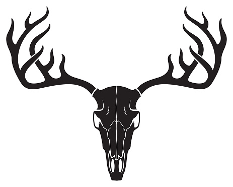 Deer skull vector illustration