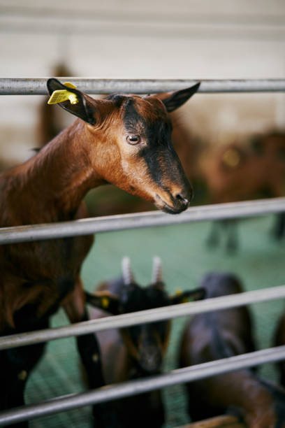 istock Goat peeks out from behind a fence, standing on its hind legs 1332853595