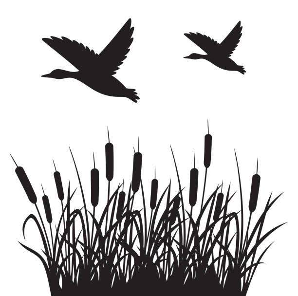 Flying ducks and reeds vector art illustration