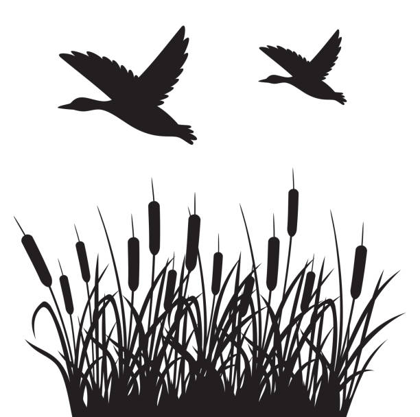 Flying ducks and reeds Flying ducks and reeds background silhouette cattail stock illustrations