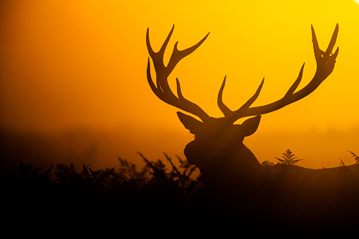 Silhouetted Red Deer during the annual deer rut in London, UK