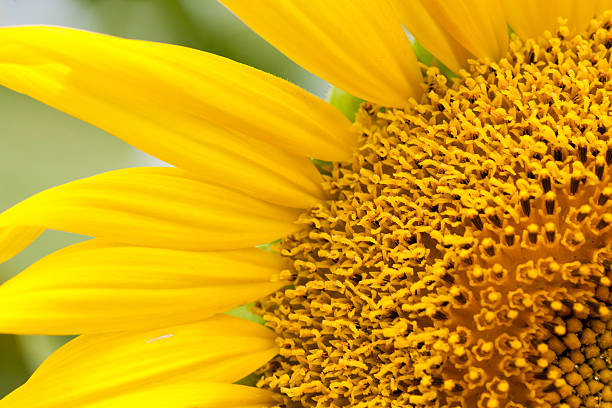 istock Sunflower at Zama city 133285539