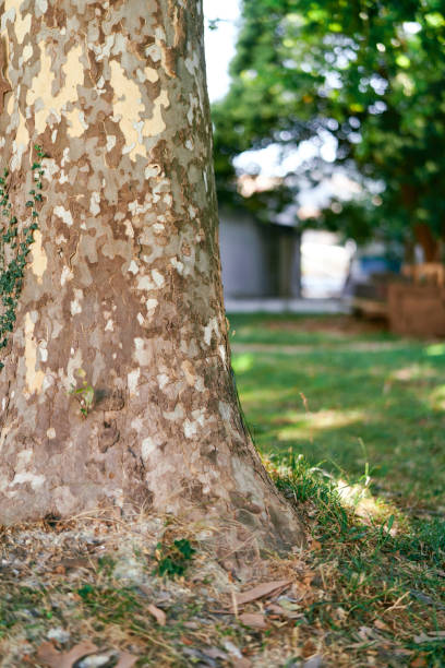 Plane tree trunk with climbing ivy in a green park. High quality photo