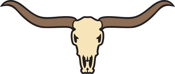 kolor czaszki longhorn - texas longhorn cattle bull cattle wild west stock illustrations