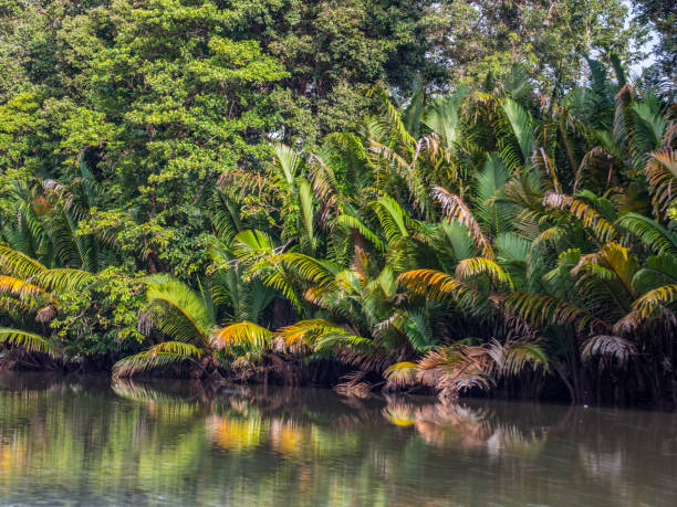 istock Bird's Head Peninsula, West Papua, Indonesia, Asia. 1332856442