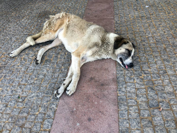 istock a street dog sleeping on the pavement 1332858631
