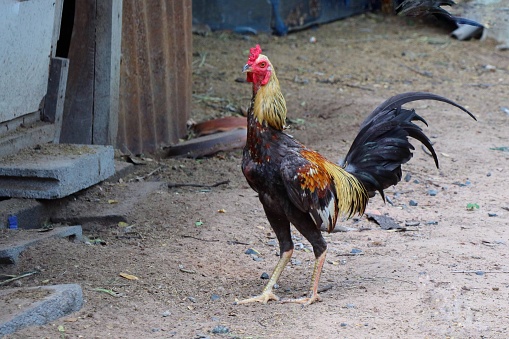 Beautiful Bantam male standing on the ground in domestic farm. Animal and outdoor concept.