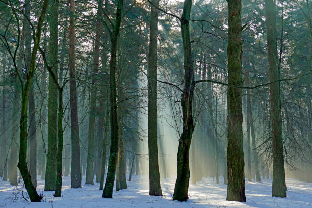 Sunset in winter pine forest