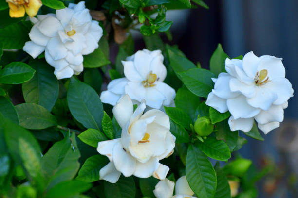 Gardenia jasminoides / Common gardenia