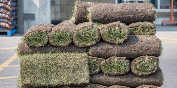 istock Stack of rolled grass sod or turf for lawns and landscaping 1332861622