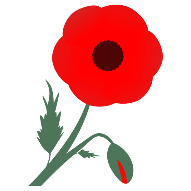 Red poppies. Flower and bud Red poppies. Flower and bud. Memory symbol. Design element for for Remembrance Day, Anzac Day. Vector illustration. Isolated on white background military funeral stock illustrations