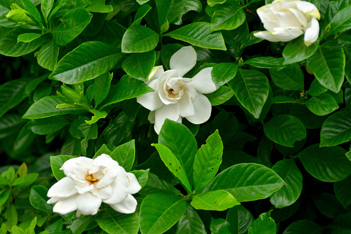 Gardenia jasminoides, commonly called common gardenia or cape jasmine, is native to Japan and southern China and is an evergreen shrub with thick, glossy, dark green leaves. It is particularly noted for its extremely fragrant white flowers and is often grown in double-flowered forms. Flowers bloom in late spring to early summer (June-July) in Japan.