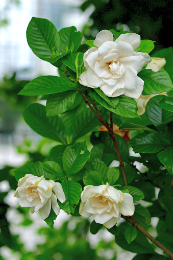 Gardenia jasminoides, commonly called common gardenia or cape jasmine, is native to Japan and southern China and is an evergreen shrub with thick, glossy, dark green leaves. It is particularly noted for its extremely fragrant white flowers and is often grown in double-flowered forms. Flowers bloom in late spring to early summer (June-July) in Japan.
