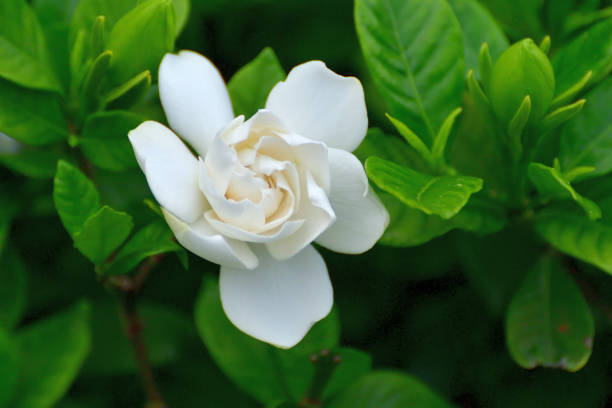 istock Gardenia jasminoides / Common gardenia 1332861808