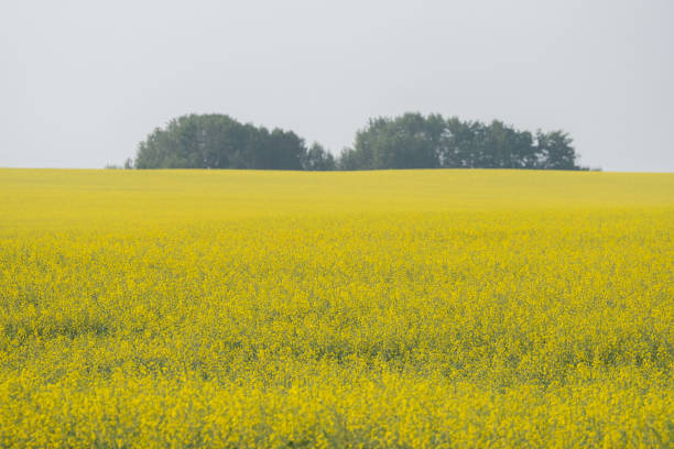 istock Organic Canola field Farm in Alberta Canada 1332861822