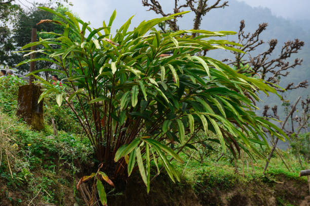 cultivo de amomum subulatum conhecido como cardamomo grande. - amomum - fotografias e filmes do acervo