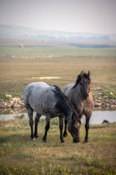 istock Horses grazing in pasture 1332863937