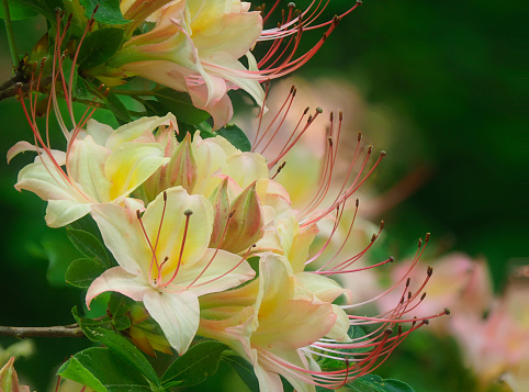 A Focus Stacked Image of a Flame Azaleas Blooming in the Great Smoky Mountains National Park