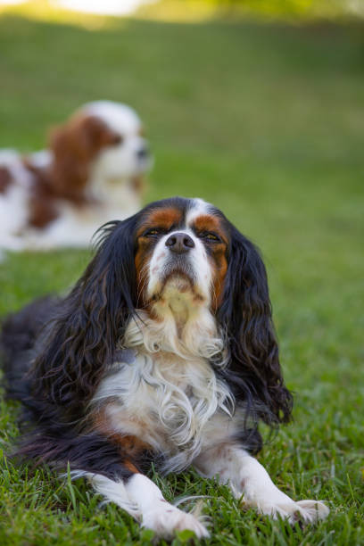 istock Two Cavalier King Charles Spaniel dogs 1332864871