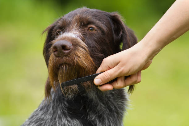 istock a hand holds a comb and combs the beard dog 1332865971