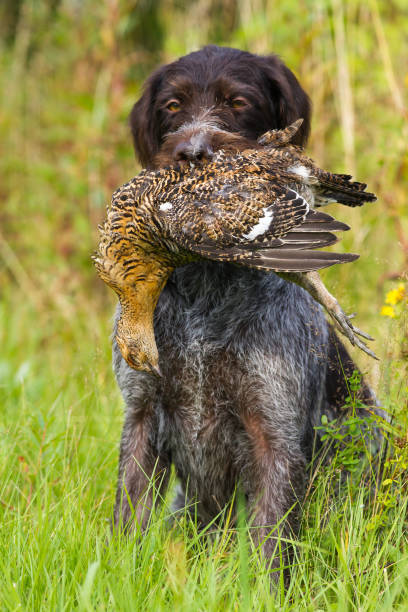 istock gundog holds a downed grouse in its teeth 1332865995